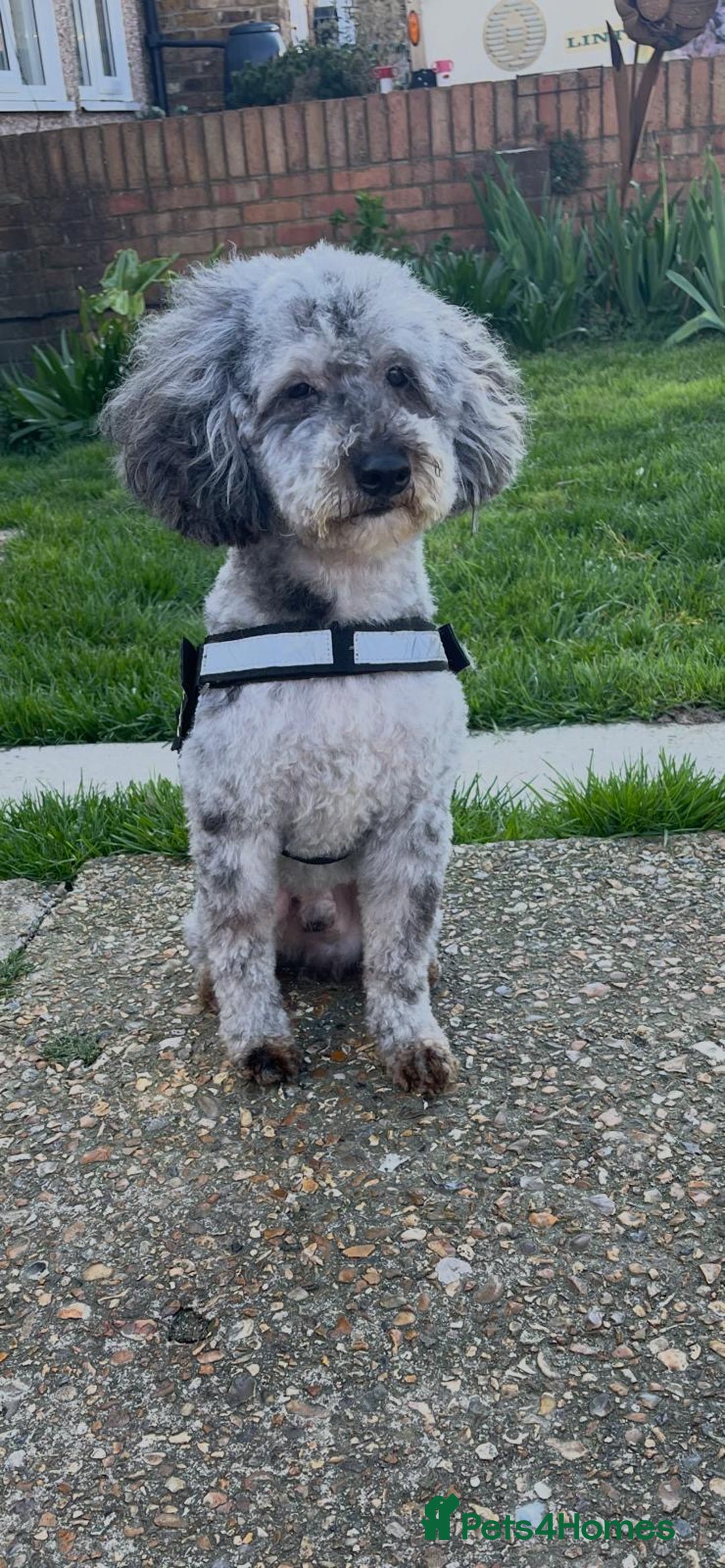 Cockapoo dogs for sale: 🐶F1 Cockerpoo Pups – Merle, Chocolate, Apricot 🐶 - Image 35