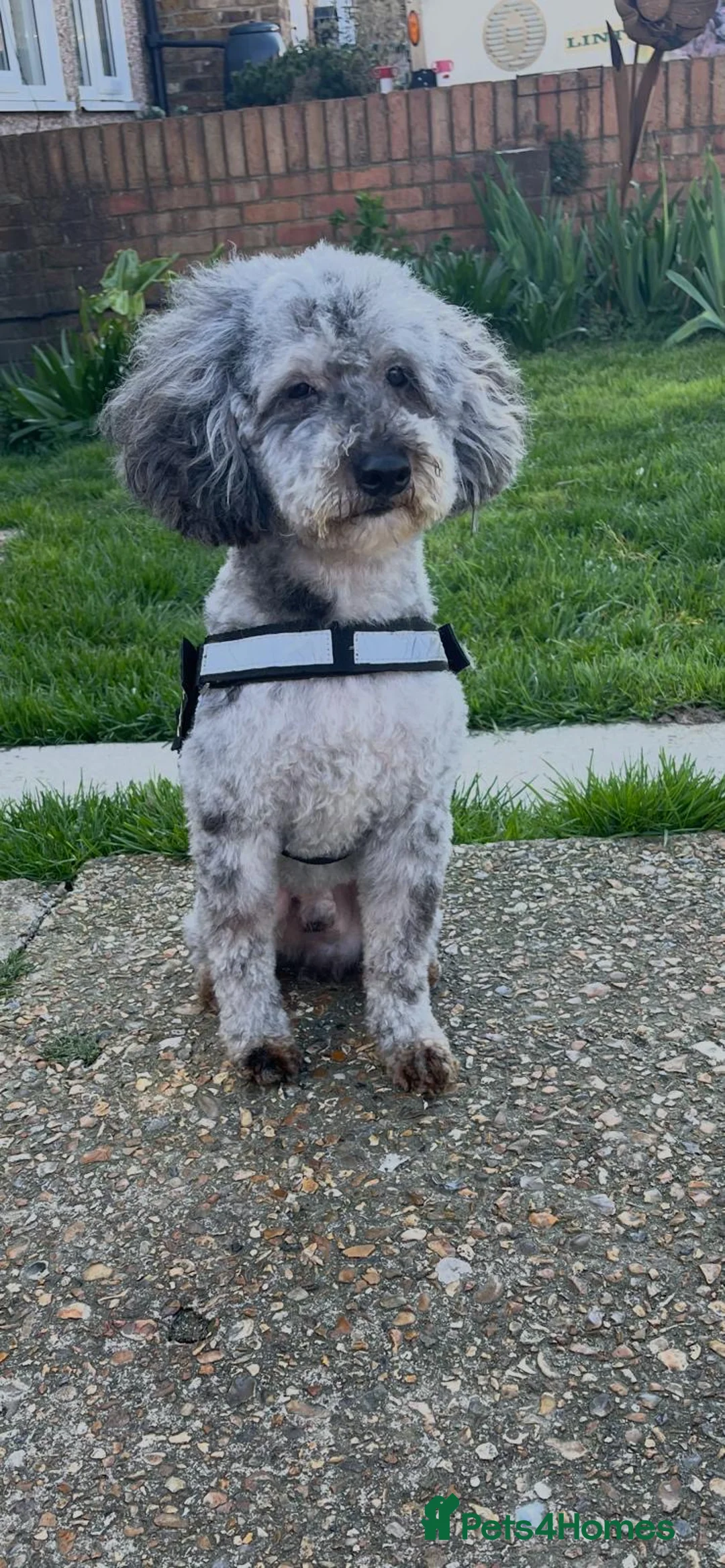 Cockapoo dogs for sale: 🐶 Black Girl (Tiny) 🐶 - Advert 12