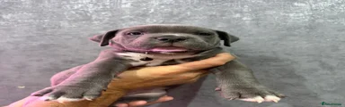 American Bully 5