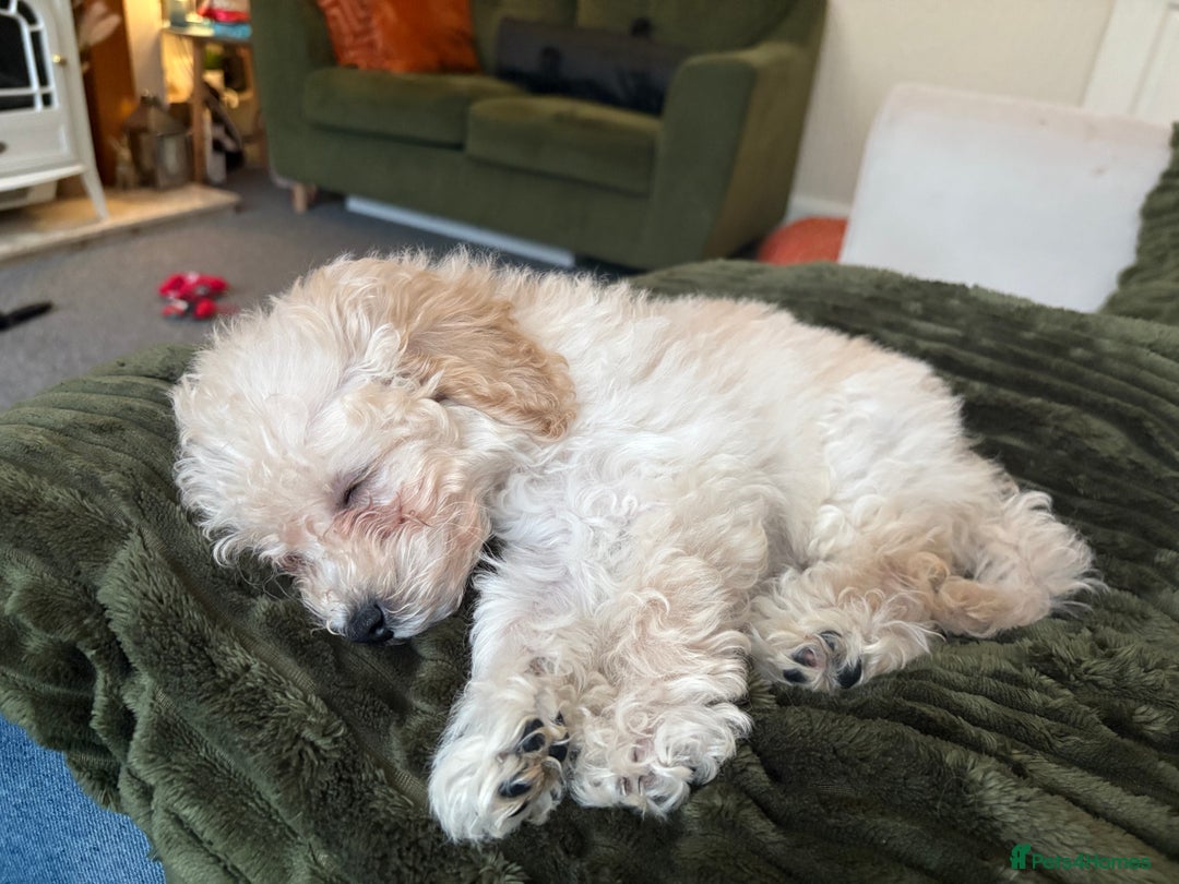 Maltipoo dogs for sale: Nancy (small toy breed cross)  - Advert 2