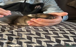 Dwarf Lop rabbits for sale: Beautiful baby bunnies  - Image 1