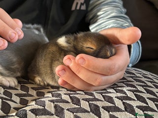 Dwarf Lop rabbits - Advert 2