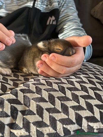 Dwarf Lop rabbits - Advert 1