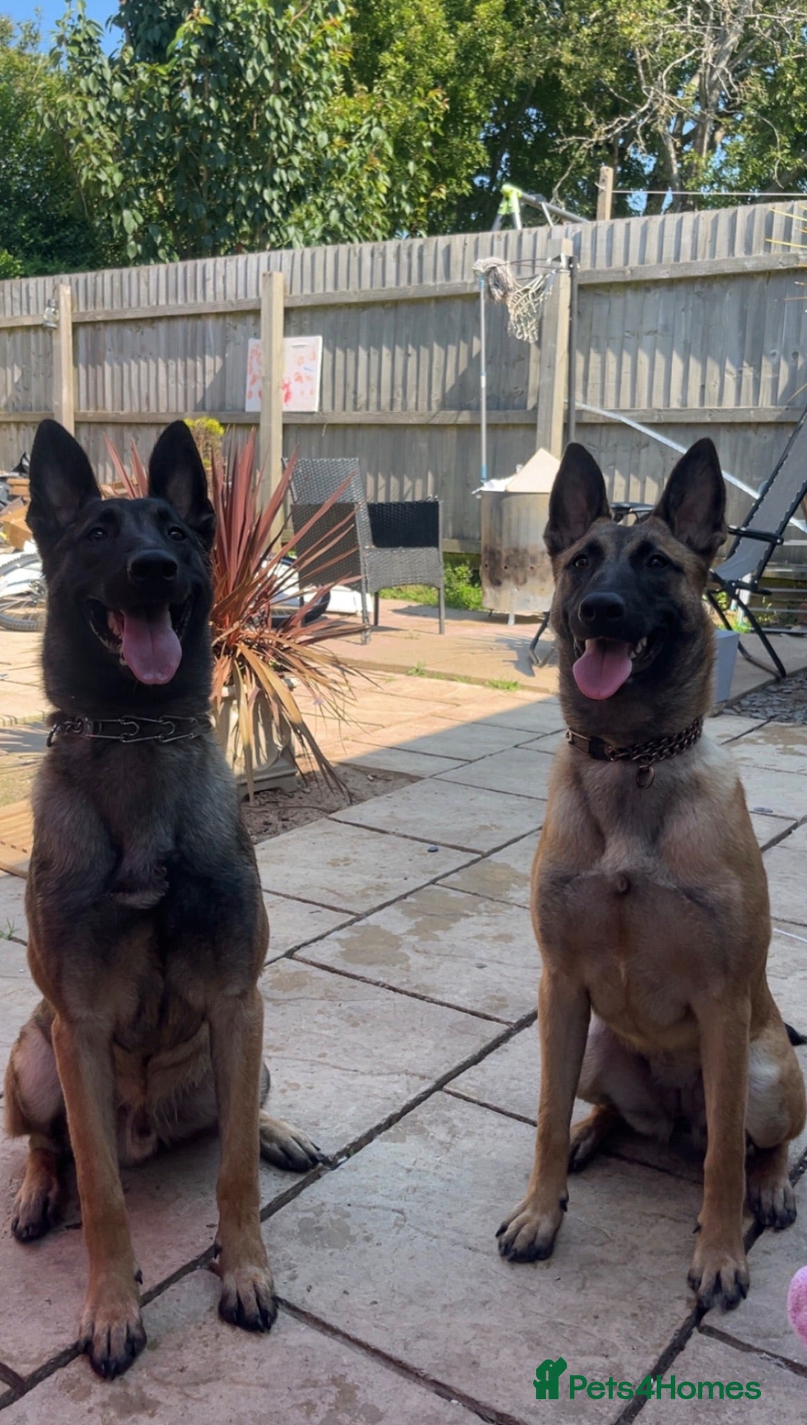 Belgian Shepherd Dog dogs Elite Female Malinois – Fully Vaccinated  - Advert 17