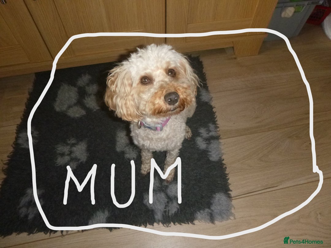 Toy Poodle dogs for sale: Gorgeous Toy Poodles - Image 5