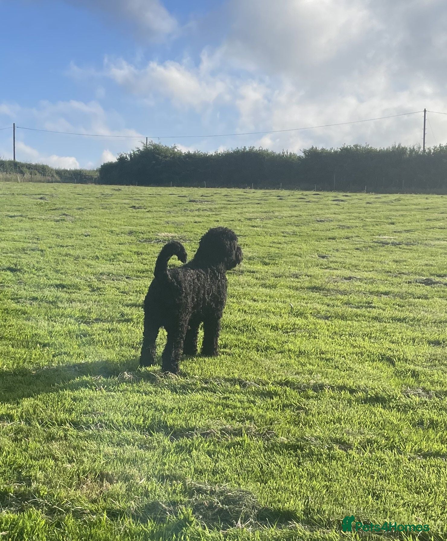 Russian Black Terrier dogs Russian Black Terrier Pups for Sale - Advert 2