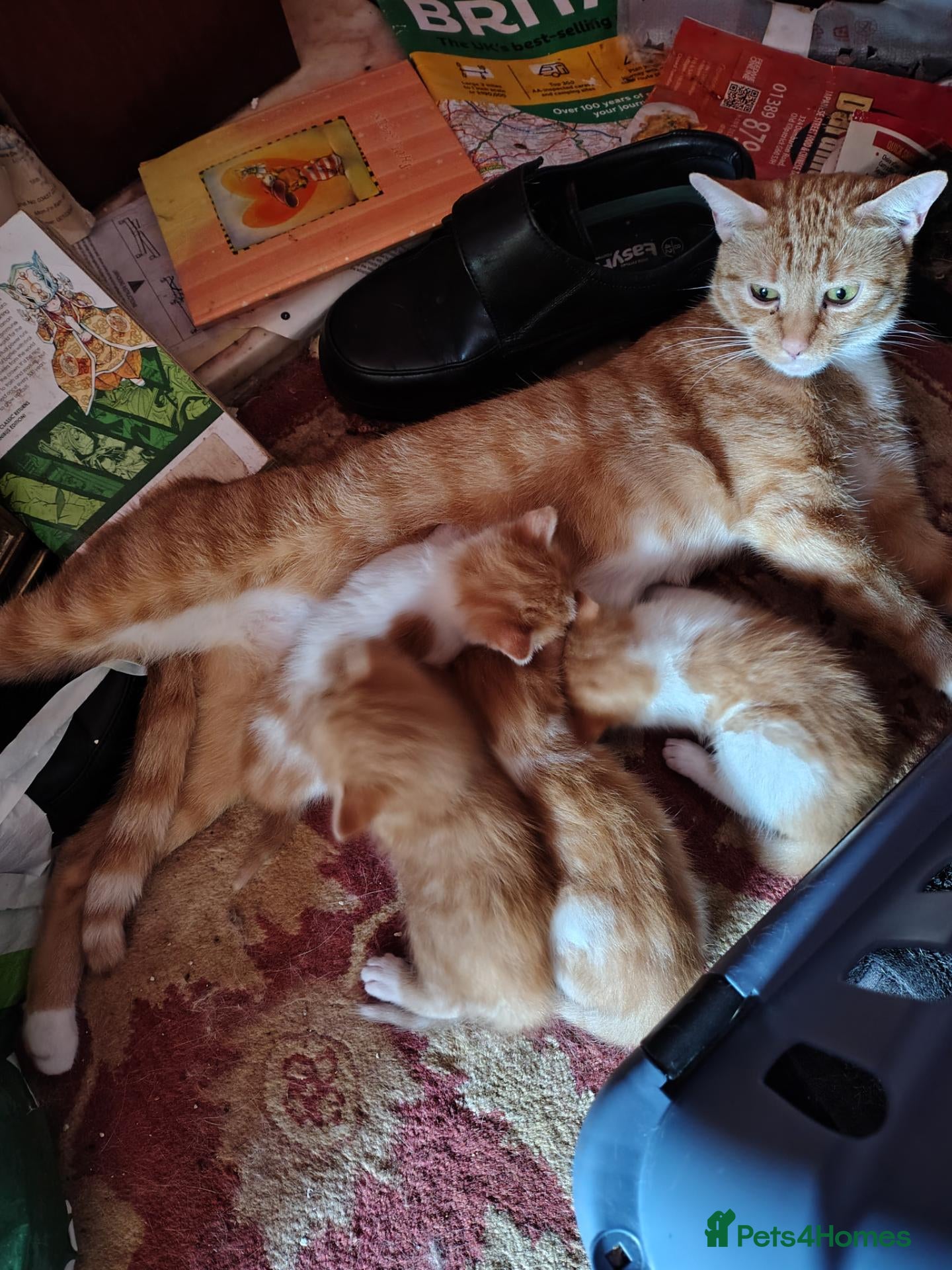 Mixed Breed cats 4 kittens available now - Advert 6