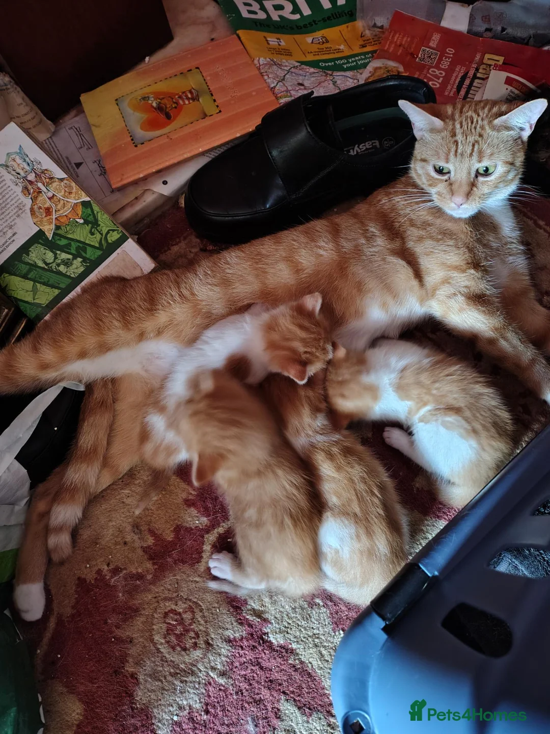 Mixed Breed cats for sale: 4 kittens available now - Advert 1