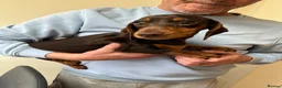 Miniature Dachshund dogs for sale: kc mini dachshund pups READY NOW - Advert 24