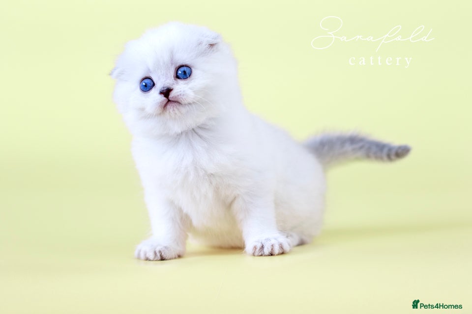 Scottish Fold cats Tommy – Charismatic Blue Eyed Boy 💙 - Advert 1