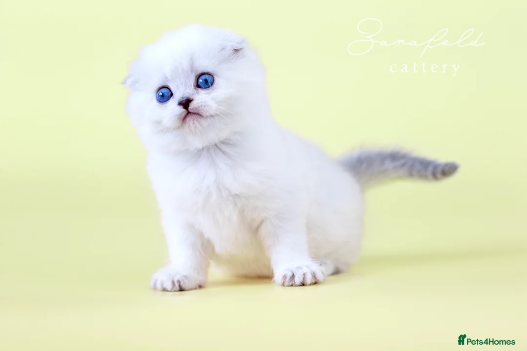 Scottish Fold cats for sale: Tommy – Charismatic Blue Eyed Boy 💙 - Advert 1