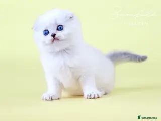 Scottish Fold cats Tommy – Charismatic Blue Eyed Boy 💙 - Advert 12