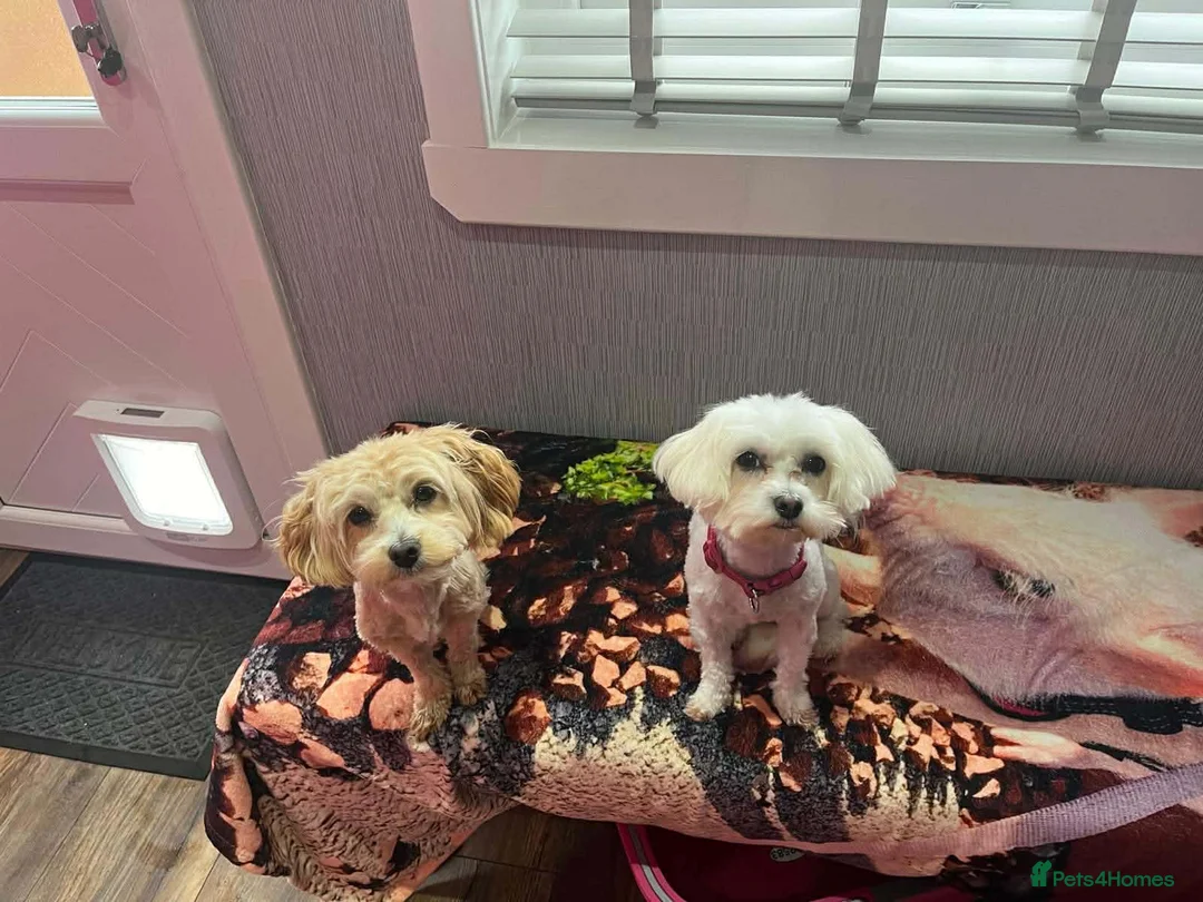 Maltipoo dogs for adoption: Molly Mae - In Ayr Looking for a Home - Advert 5