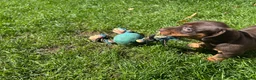 Miniature Dachshund dogs for sale: Adorable Miniature Dachshund Puppies! - Advert 9