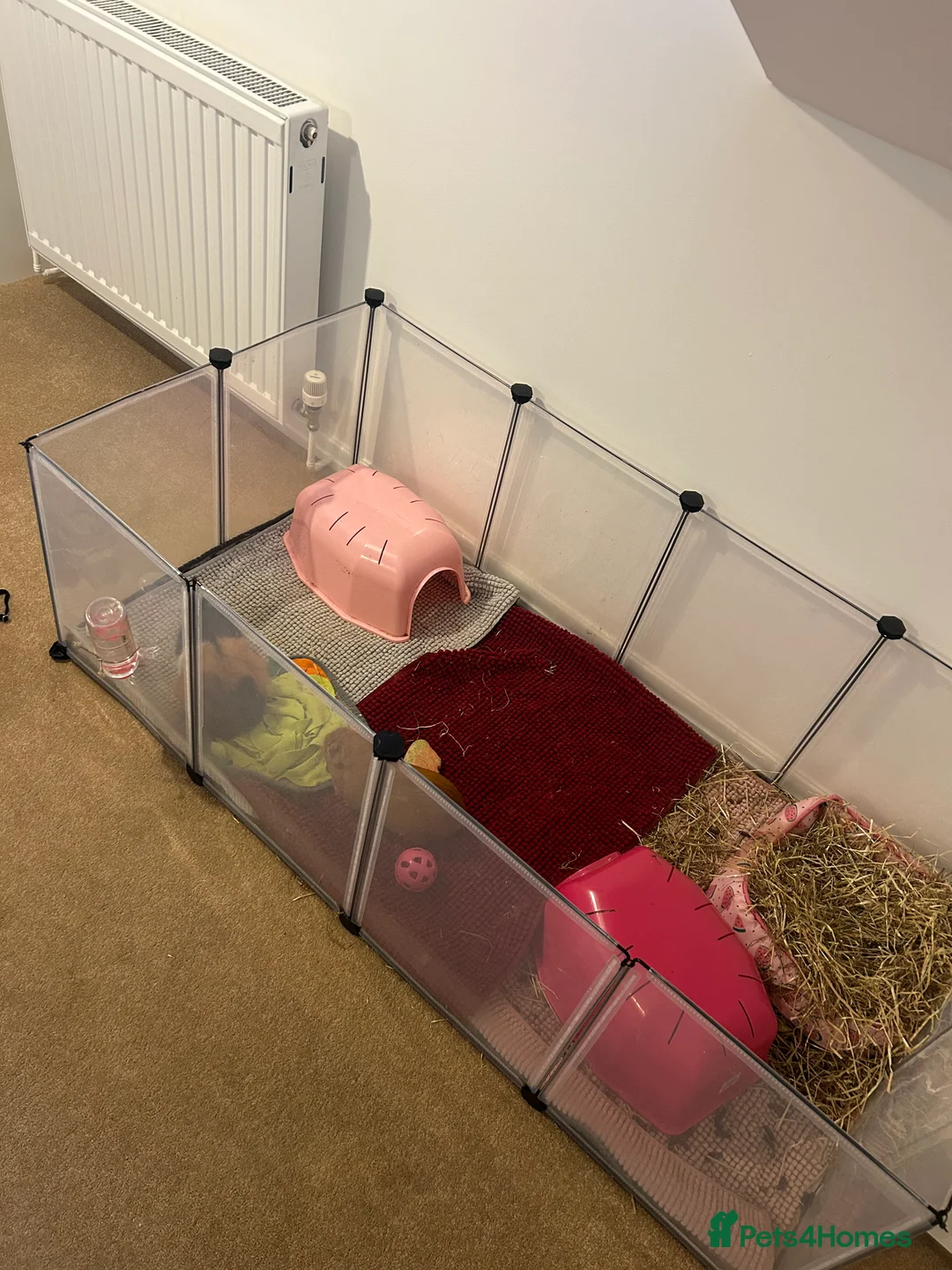 Guinea Pig rodents for sale: 2 Male Guinea Pigs - Advert 8