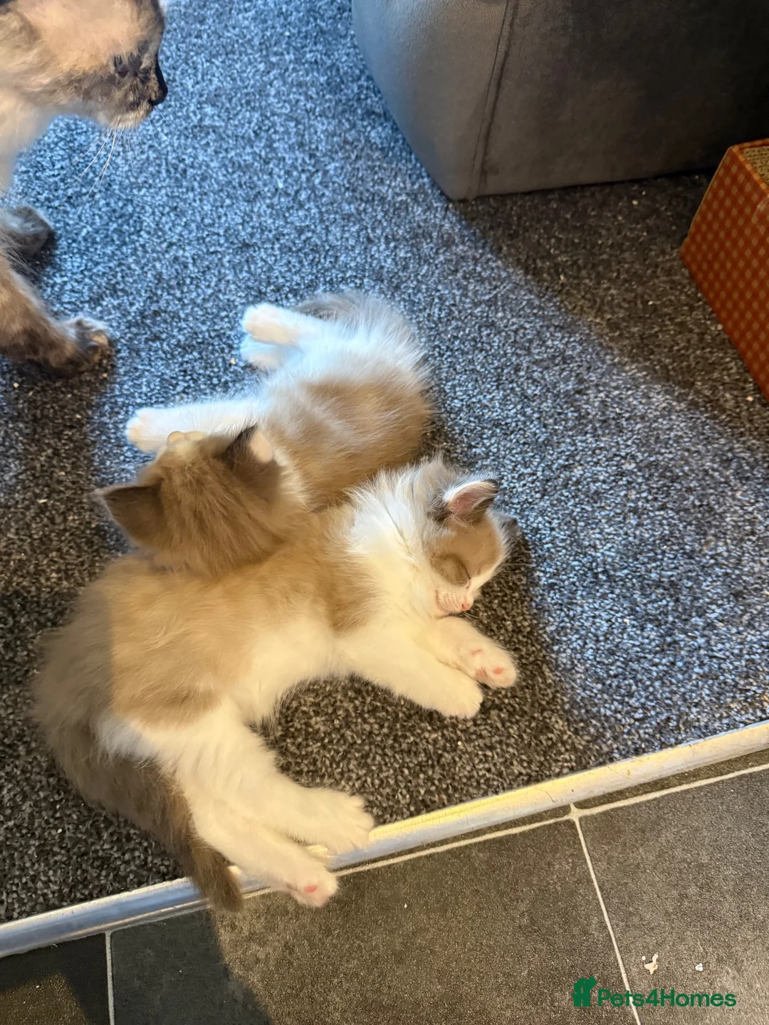 Ragdoll cats for sale: Adorable ragdolls - Advert 1