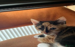 British Shorthair cats for sale: 3 beautiful and playful kittens  - Image 19
