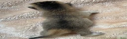 British Shorthair cats for sale: 🏆😍 Irresistible Golden Chinchilla’s Mini BSH🏆😍 in Birmingham - Advert 15