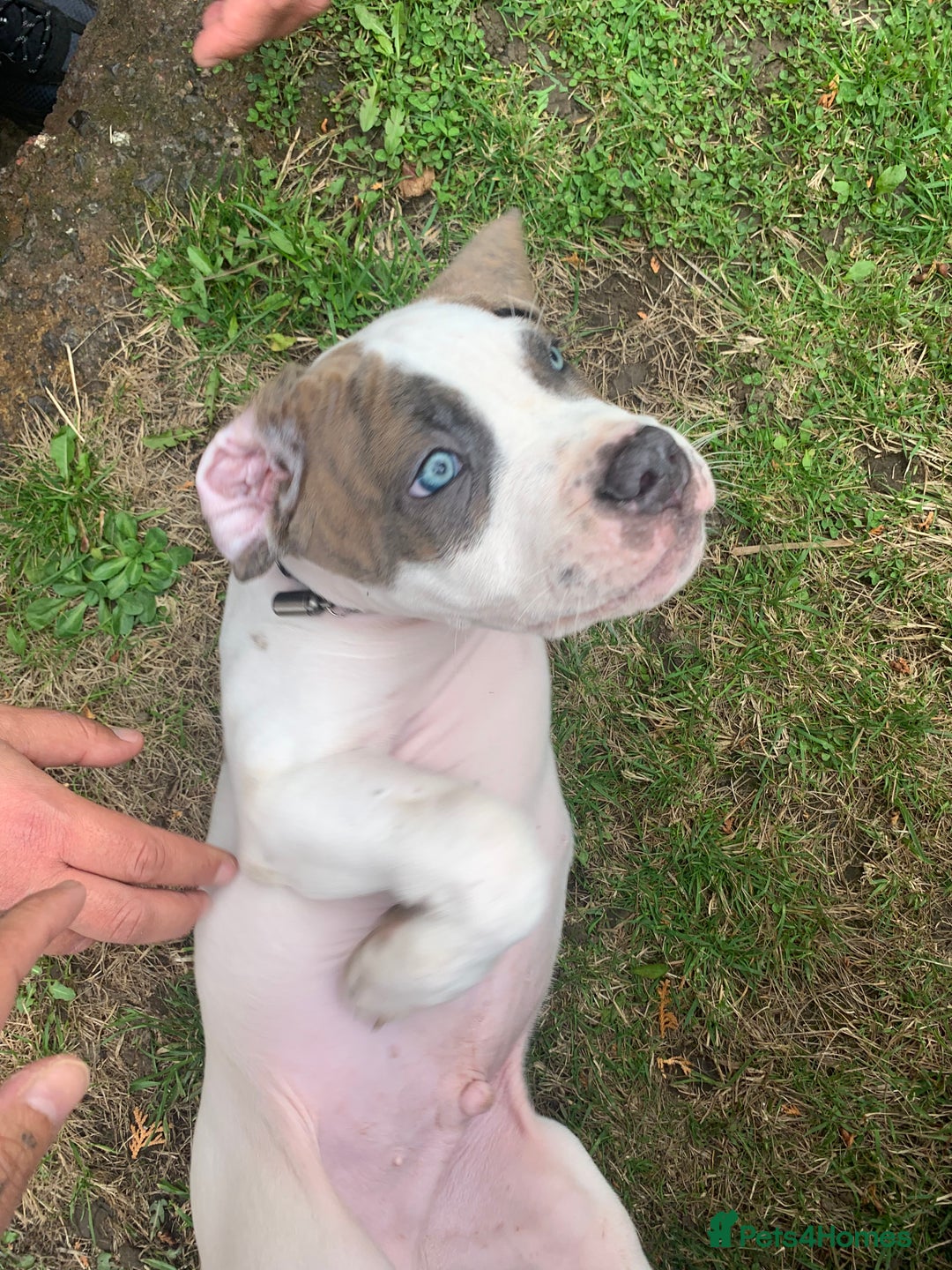 Staffordshire Bull Terrier dogs for sale: Staffordshire  - Image 7