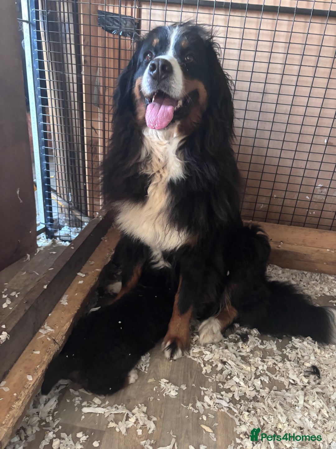 Bernese Mountain Dog dogs for sale: Fluffy Bernese Mountain Dog Girl Puppy - Image 11
