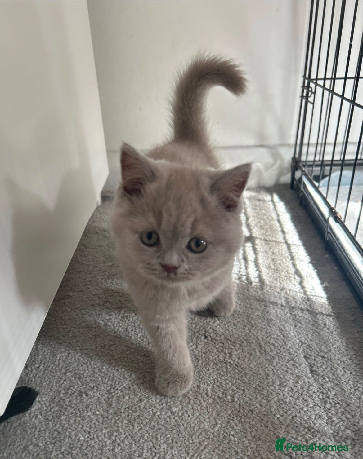 British Shorthair cats Two beautiful british shorthairs - Advert 2