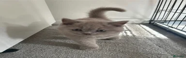 British Shorthair 2