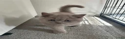 British Shorthair cats for sale: Two beautiful british shorthairs - Advert 2