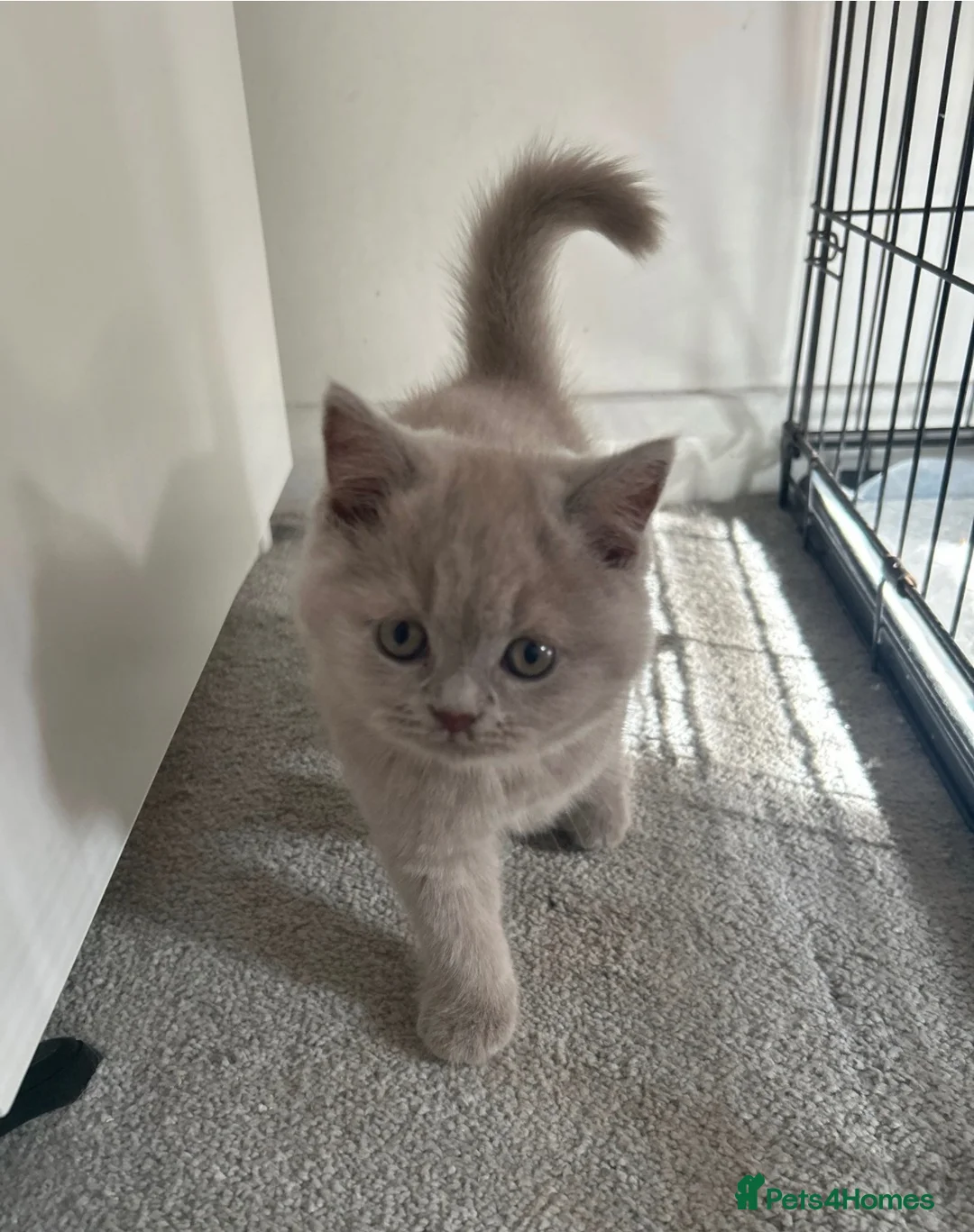 British Shorthair cats for sale: Two beautiful british shorthairs - Advert 2