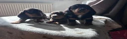 Miniature Dachshund dogs for sale: *** 3 beautiful mini dachshunds ** - Advert 29