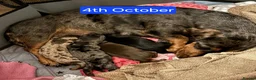 Miniature Dachshund dogs for sale: Beautiful miniature dachshunds in Cardigan - Advert 8