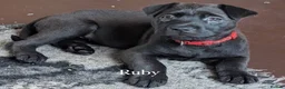 Mixed Breed reptiles for sale: Mixed breed pups for sale  - Advert 4