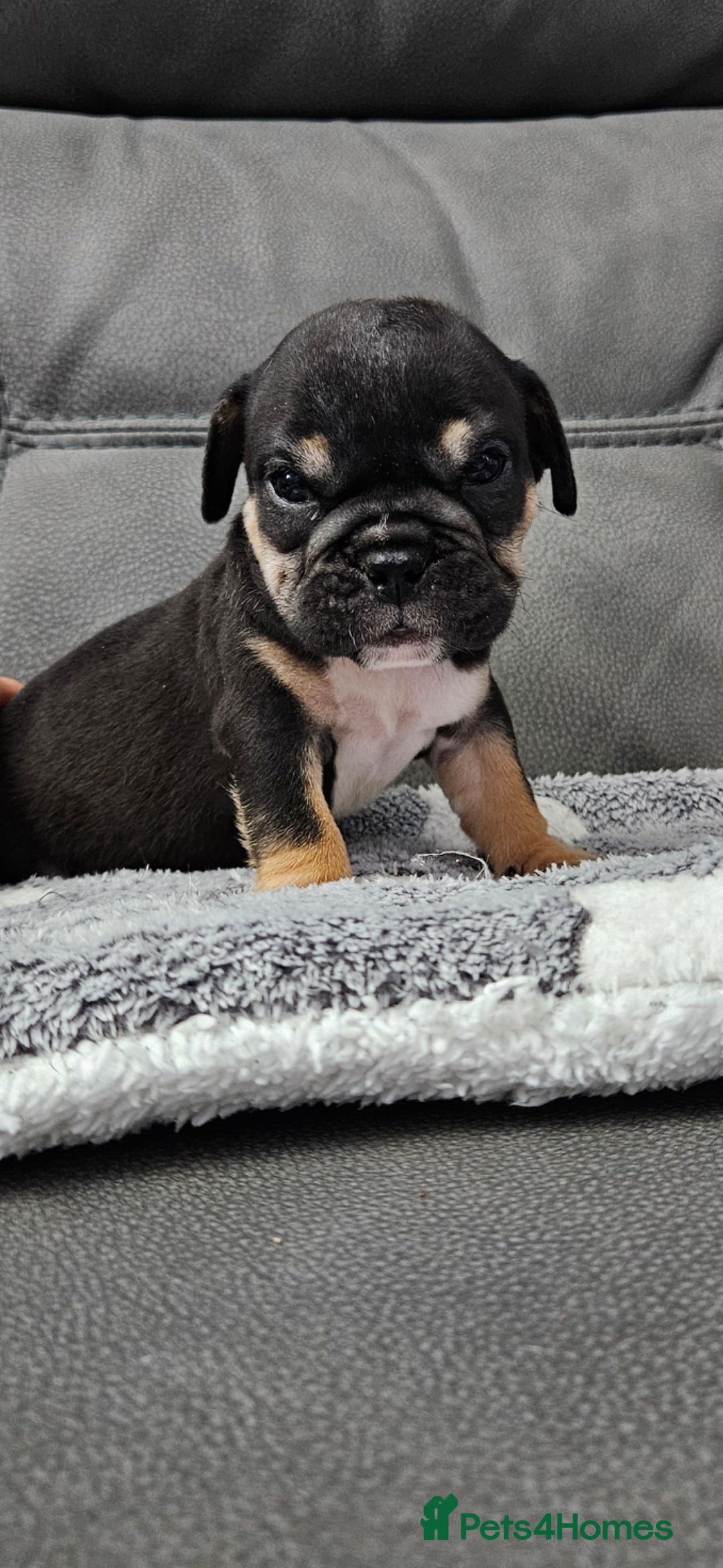 English Bulldog dogs English bulldog puppies  - Advert 2
