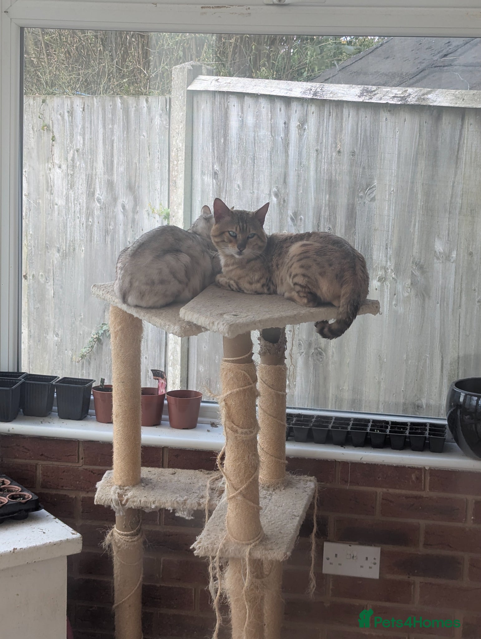 Bengal cats Bengal Cats champion pedigree male and female - Advert 2