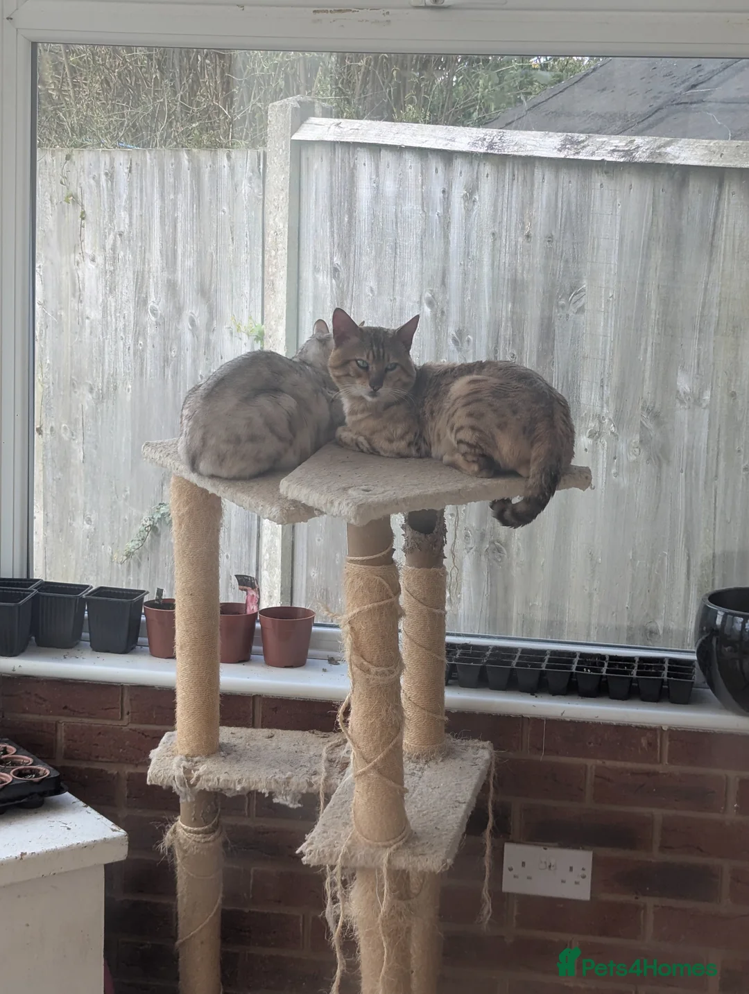 Bengal cats for sale: Bengal Cats champion pedigree male and female - Advert 1