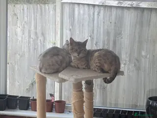 Bengal cats Bengal Cats champion pedigree male and female - Advert 2