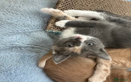 Ragdoll cats for sale: 6 beautiful well loved kittens. 2 girls remaining - Image 19