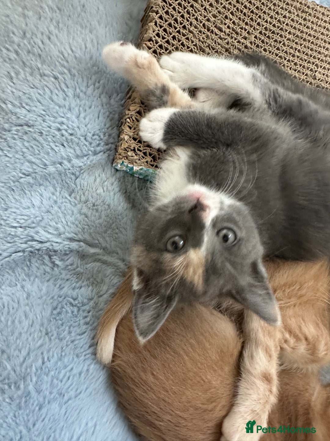 Ragdoll cats for sale: 6 beautiful well loved kittens. 2 girls remaining - Image 19