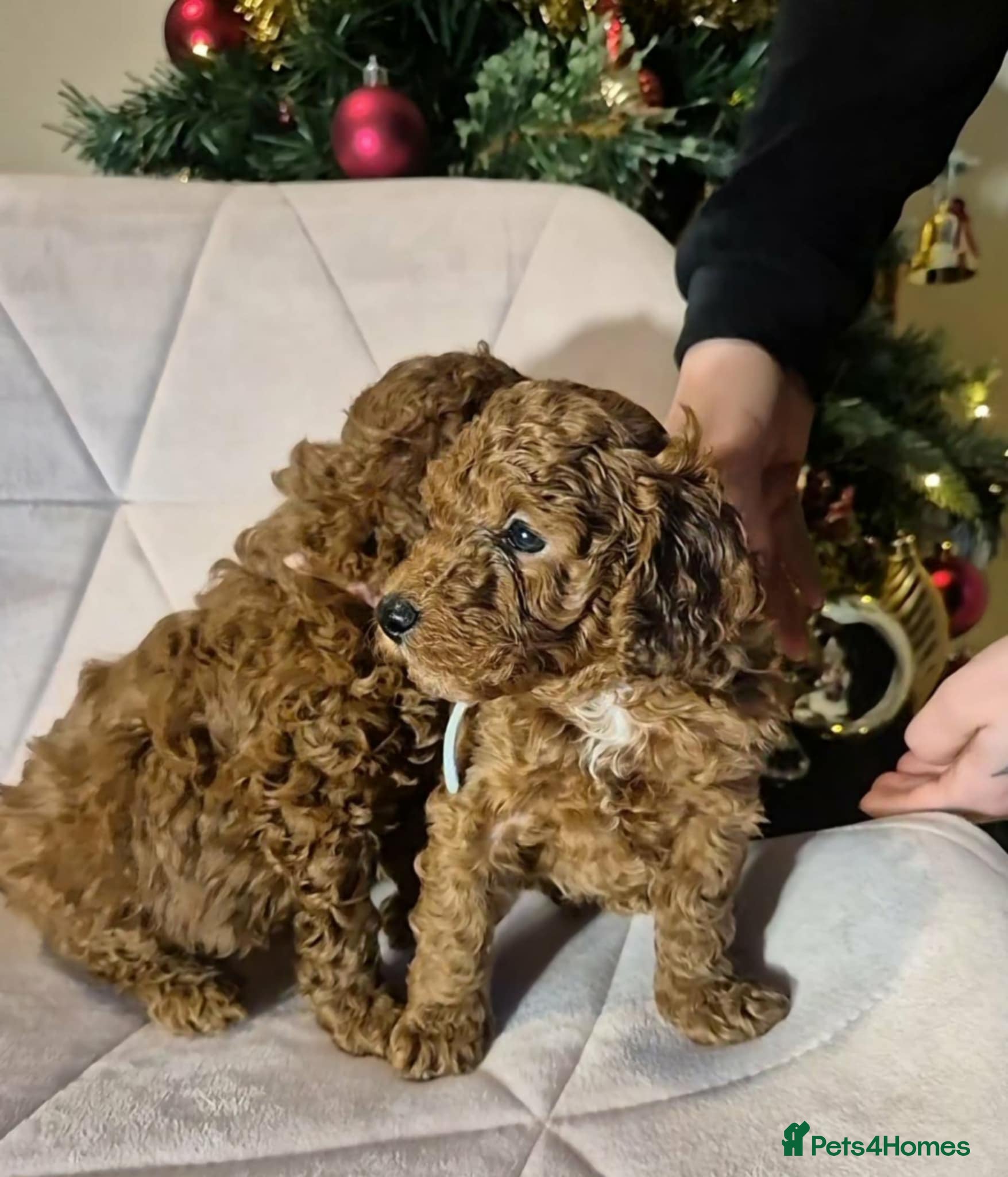 Toy Poodle dogs Beautifull poodle’s - Advert 9