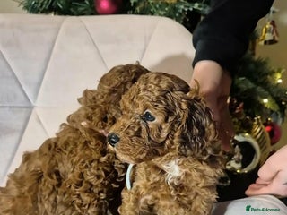 Toy Poodle dogs Beautifull poodle’s - Advert 13