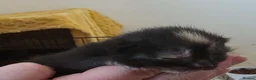 Mixed Breed cats for sale: 5 beautiful kittens for sale - Advert 5
