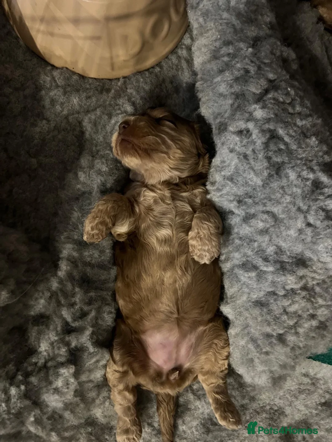 Cockapoo dogs for sale: F1 Cockapoo’s Health tested parents - Advert 2