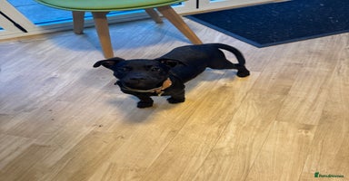 Mixed Breed dogs - Advert 5