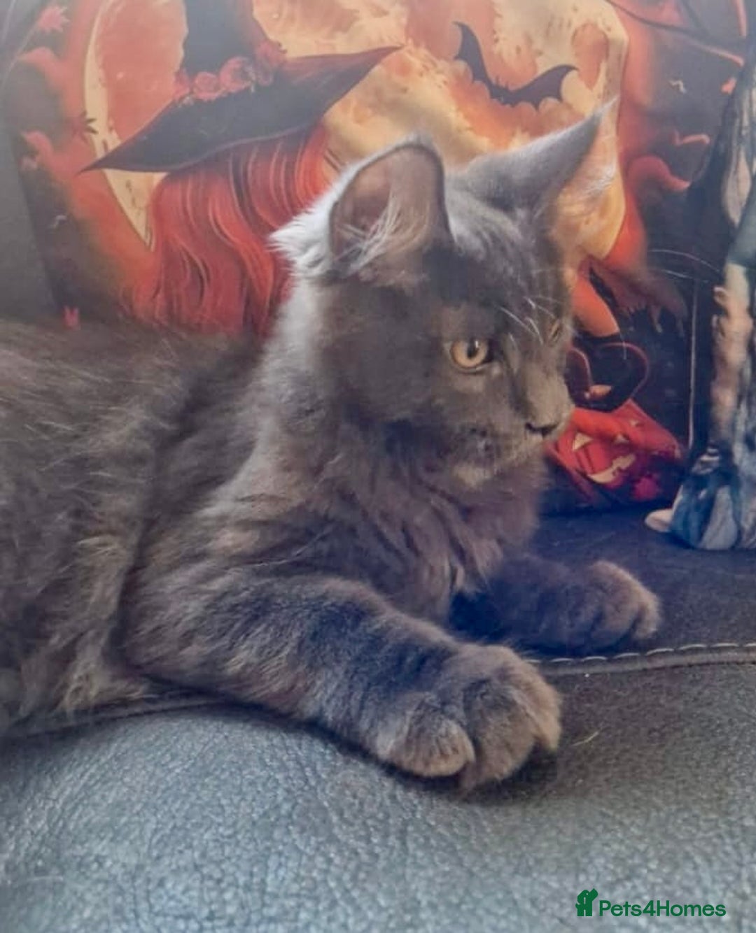 Maine Coon cats for sale: 🌟Ready now🌟 3 large Maine coons active available - Image 7