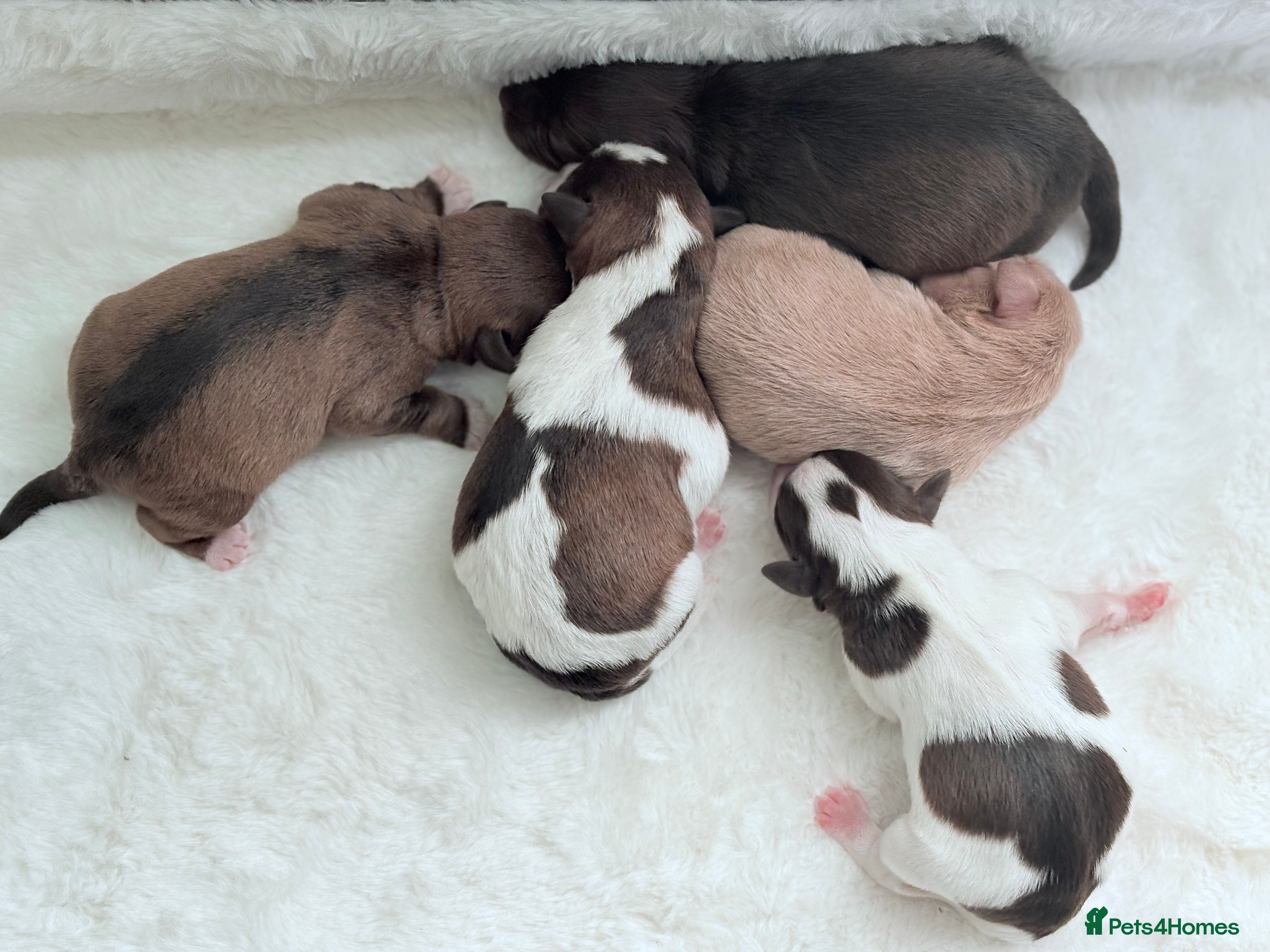 Miniature Schnauzer dogs KC BVA H/T Wheaten, Chocolate Parti Mini Schnauzer - Advert 14