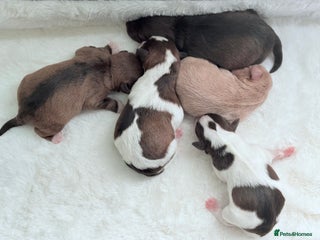 Miniature Schnauzer dogs KC BVA H/T Wheaten, Chocolate Parti Mini Schnauzer - Advert 14