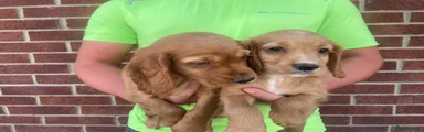 Cocker Spaniel 3