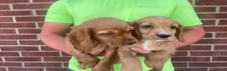 Cocker Spaniel dogs for sale: Outstanding d, n, a cocker spaniels in Bishop Auckland - Advert 6