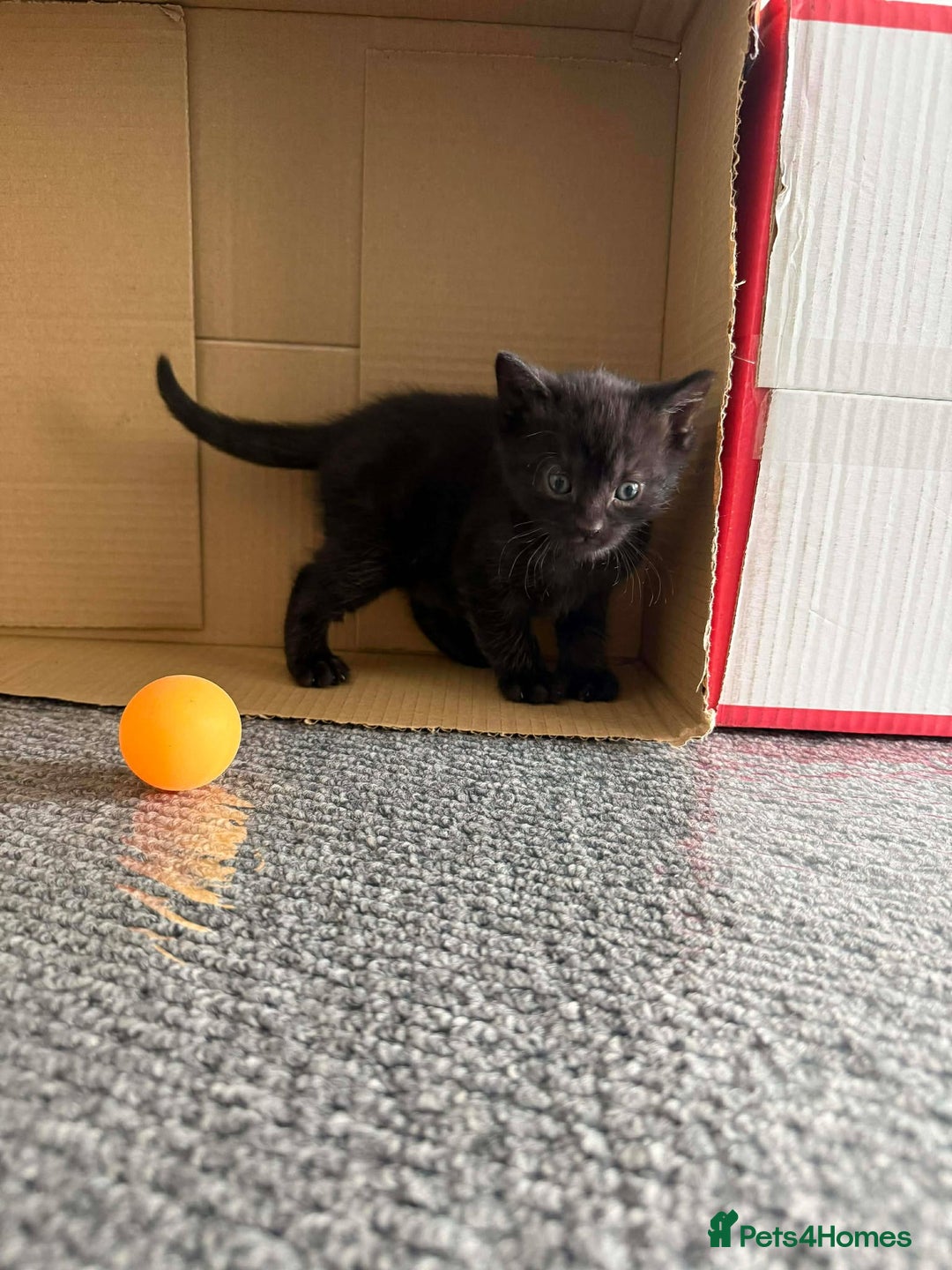 Mixed Breed cats for sale: Tiny Tuxedos + One little shadow  - Advert 6