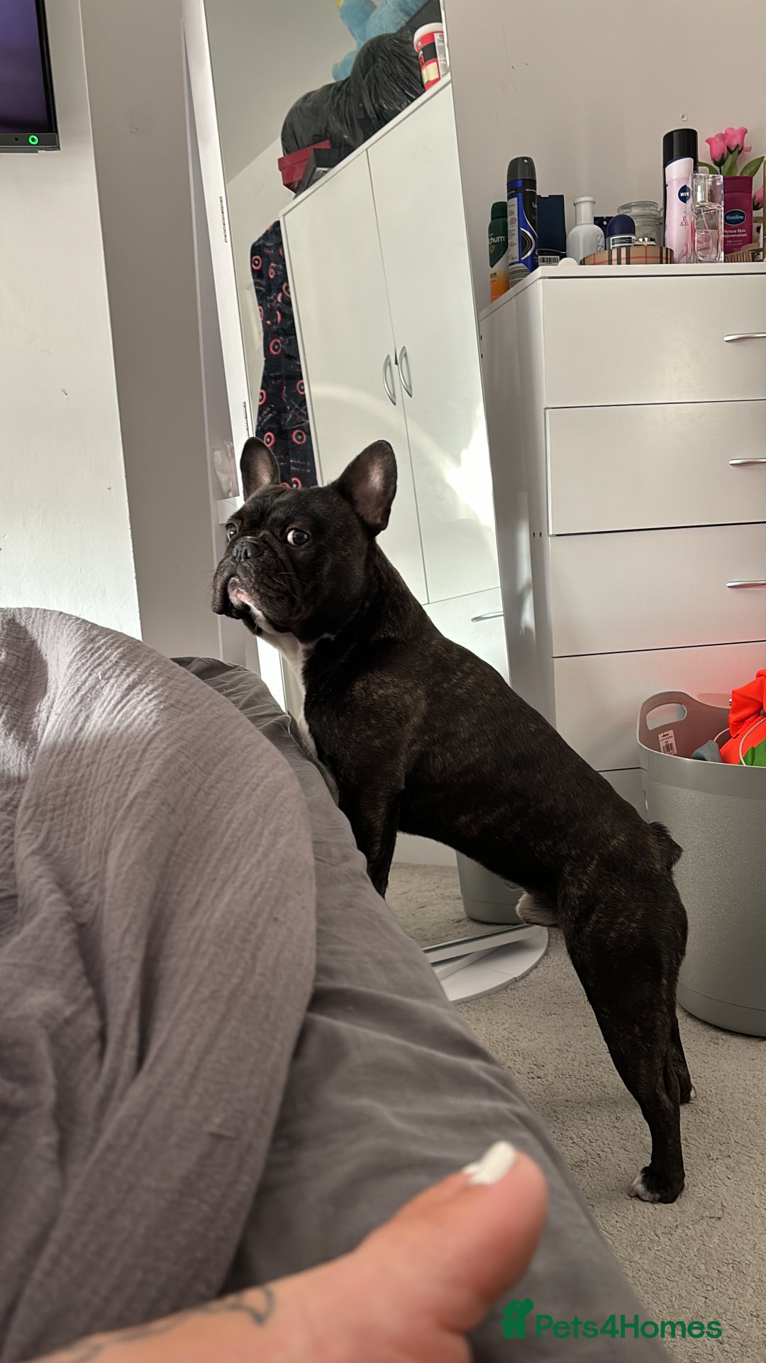 French Bulldog dogs for sale: Oreo (Forever home needed) 🐾  - Advert 1