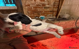 Cocker Spaniel dogs for sale: One blue roan cocker boy left - Image 2